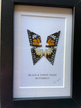 Load image into Gallery viewer, Lene Bladbjerg - Black & White Tiger Butterfly